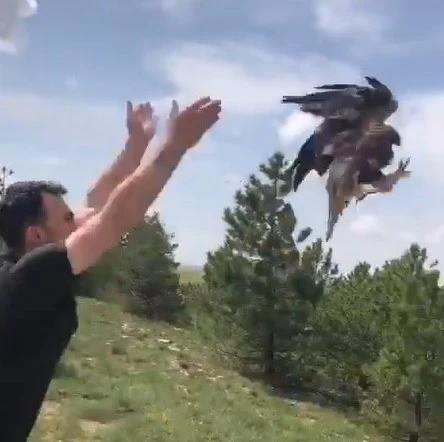 Yorgun Şahin Doğaya Salındı