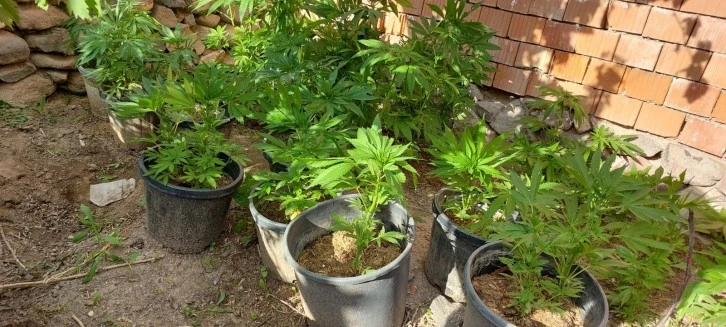 Saksıda Kenevir Yetiştirdi