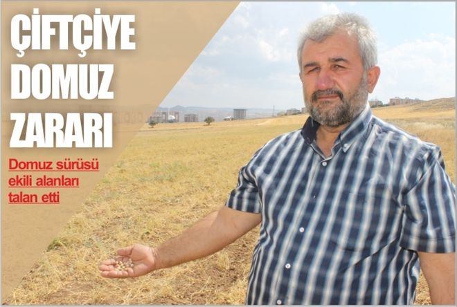 ÇİFTÇİNİN DOMUZ ZARARI