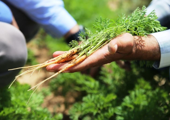 Konya Ovası'nda Kademeli Havuç Ekimi Sürüyor