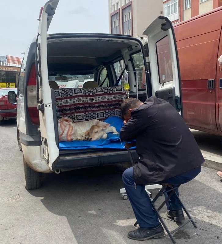 Buzağısı Hastalanan Çiftçi Başında Uyudu
