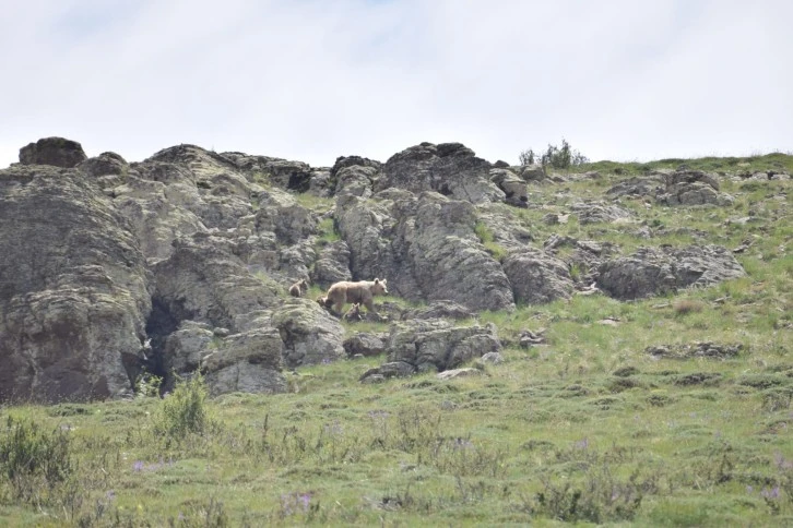 Doğa Fotoğrafçılarının Sürpriz Misafirleri