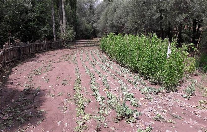 KOYULHİSAR´DA SEL EKİLİ ALANLARA ZARAR VERDİ