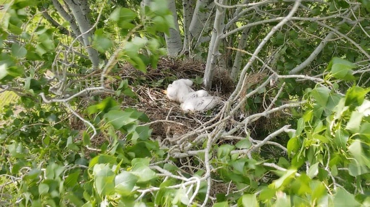 Nesli Tükenmek Üzere