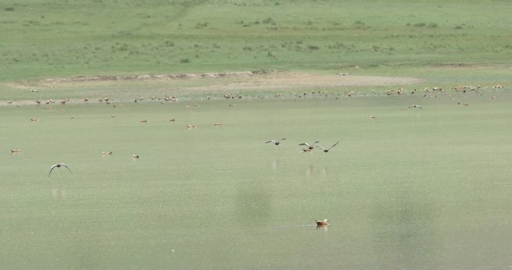 Yağışlar Arttı Turnalar Geri Döndü