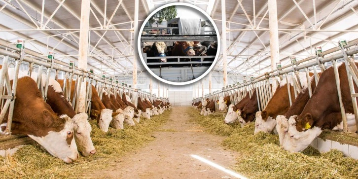 Kurban Pazarı Açılmayacak