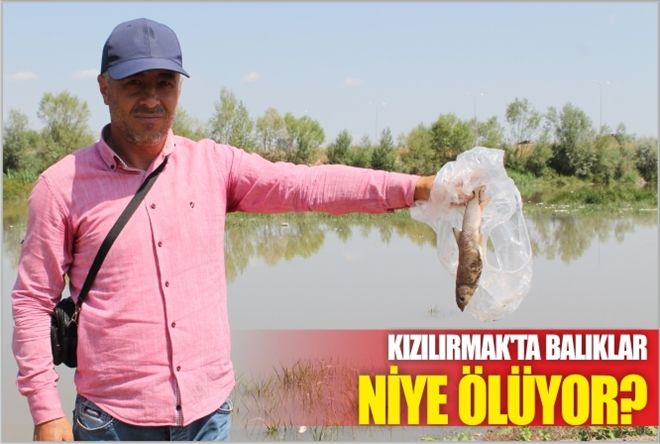 Kızılırmakta BALIKLAR NİYE ÖLÜYOR ?