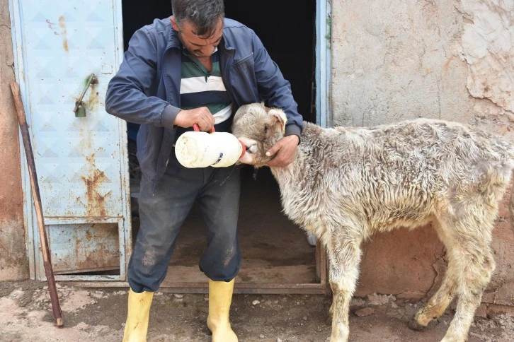 Yaşamaz Denilen Buzağıyı 3 Aydır Biberonla Yaşatıyor