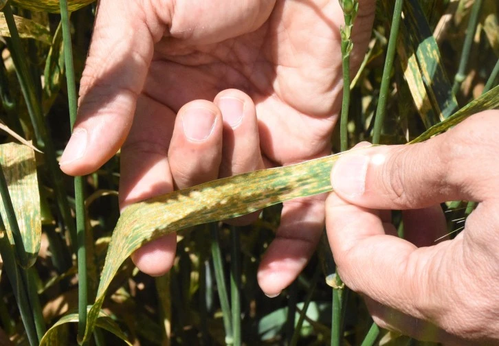 İki İlde Arazilerde Hastalık Alarmı