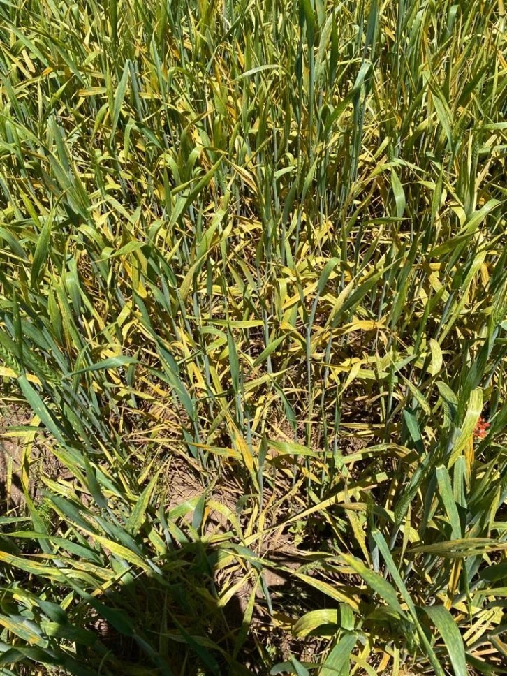 Çiftçiden ve Tarladan Uzaklar