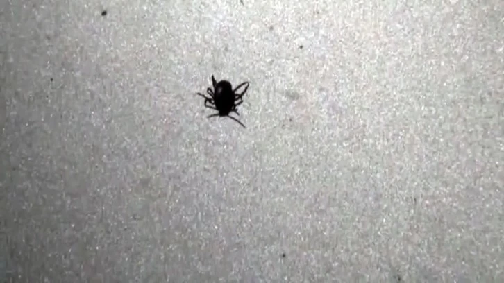 2 Ayda 853 Kişiden Kene Çıkarıldı