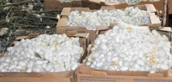 İpek Böceği Kozası Hasat Zamanı