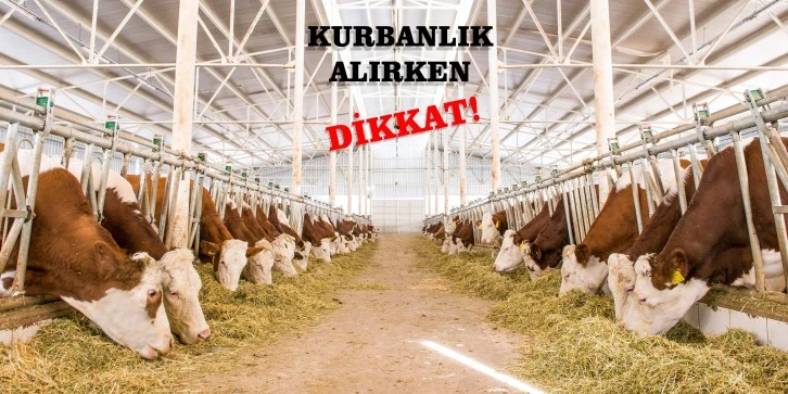 Kurbanlık Alırken Dikkat Edilmeli