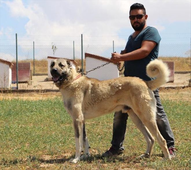 İSTANBUL POLİSİNE KANGAL KÖPEĞİ