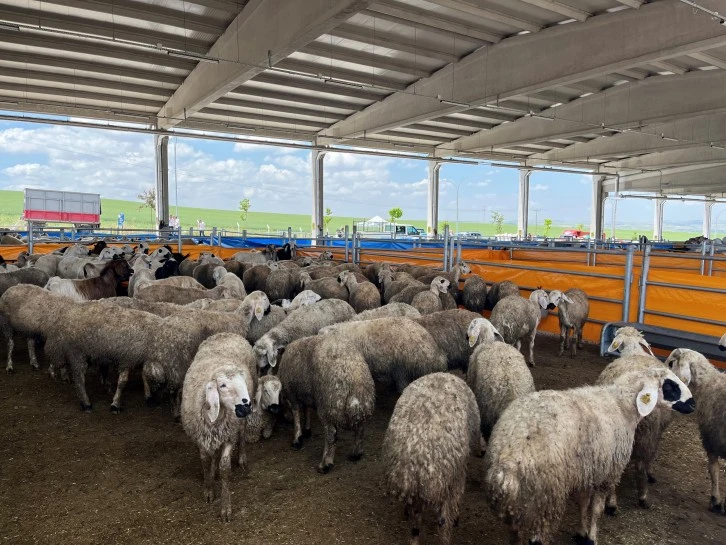 Küçükbaşa Yoğun İlgi