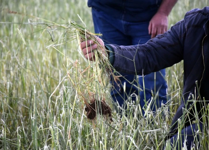 Yağışlar Çiftçinin Felaketi Oldu