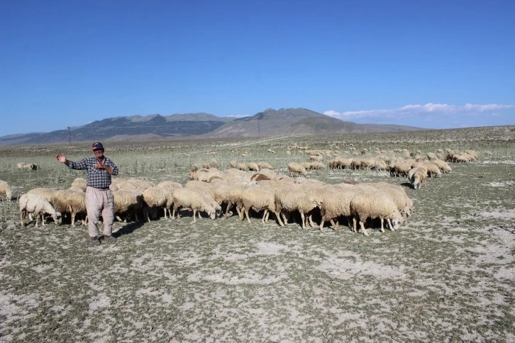 Yağışlar Hayvancıları Güldürdü