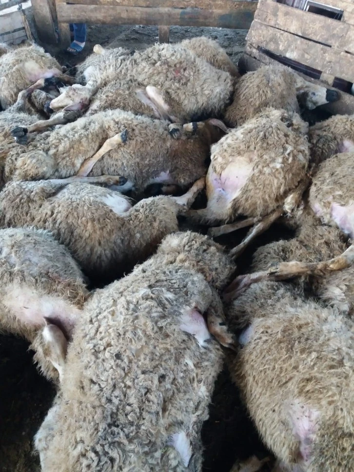 Ağıla Giren Kurt 59 Koyunu Telef Etti