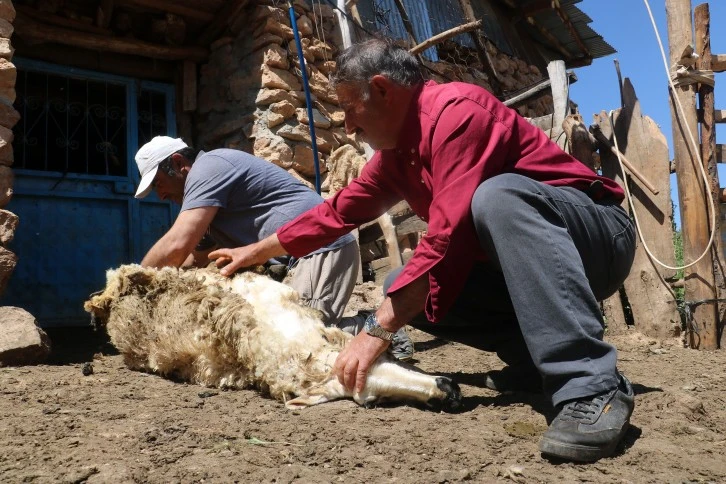 Koyun Kırkımı Başladı