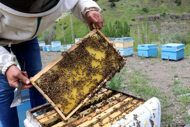 Arılar Strese Girdi Rekoltede Düşüş Bekleniyor