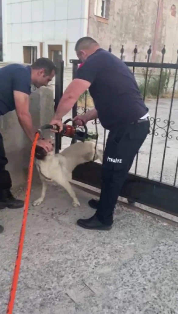 Demir Parmaklara Sıkışan Köpeğin Yardımına İtfaiye Koştu