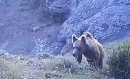 Yabani Hayvanlar Fotokapanda