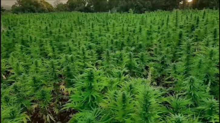 16 Milyon Kök Kenevir Bitkisi Ele Geçirildi