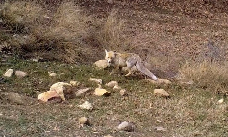 Kırıkkale'nin Yaban Hayatı Fotokapanda