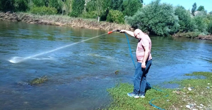 Kızılırmak'ta Üvez Mücadelesi Sürüyor
