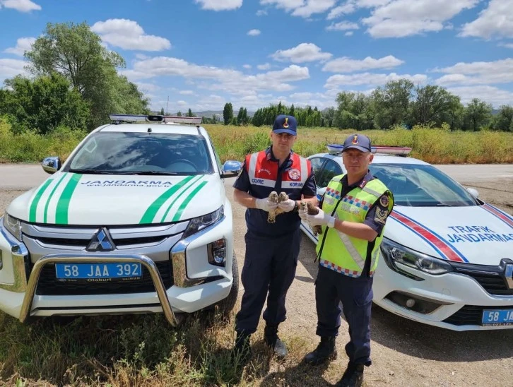 Yaralı Kuşlar Tedavi Edildi