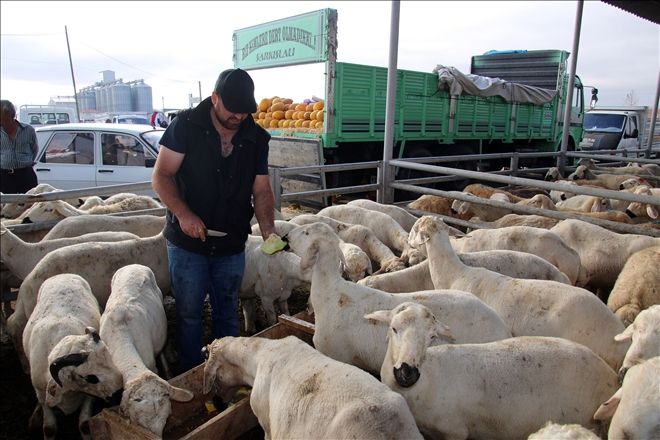 ŞARKIŞLA´da HAYVAN PAZARINDA HAREKETLİLİK