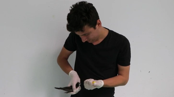 Bitkin Halde Bulunan Ebabil Tedavi Altına Alındı