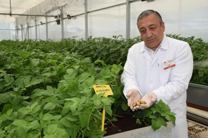 Topraksız Tarımla 10 Adet Yerli ve Milli Patates Çeşidi Geliştirildi