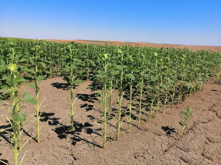 Çekirgeler Çiftçiye Bela Oldu