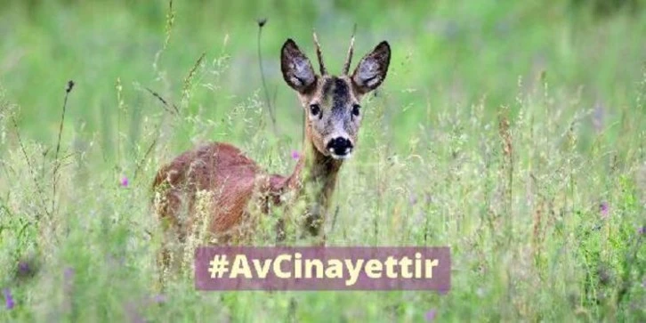 Avlayana 1 Milyon 200 Bin Lira Ceza