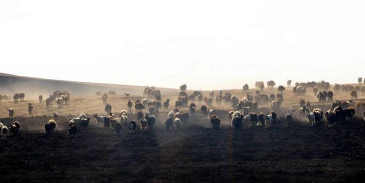 Sivas Hayvancılığı İçin Büyük Adım