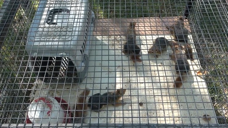 Koruma Altında Olan Sincabı Hapseden Şahsa Para Cezası