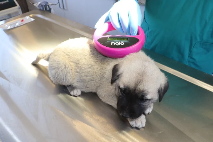 Anadolu Aslanı Çiple Korunuyor