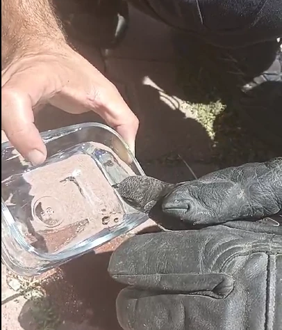 Kırlangıç Kuşuna İtfaiye Şefkati