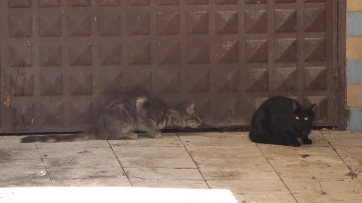 Garajda 3 Gündür Mahsur Olan Kedi Kurtarılmayı Bekledi