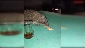Kirpiye Çay İkram Eden Vatandaş Gülümsetti