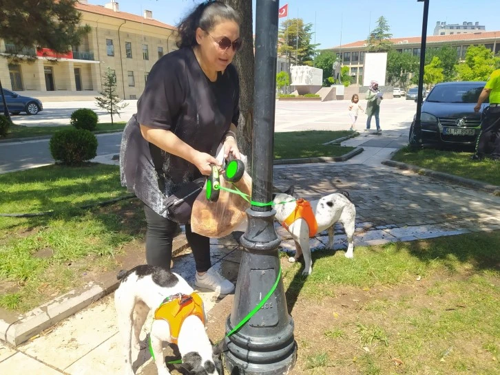 Sulama Hortumuyla Köpekleri Serinletti