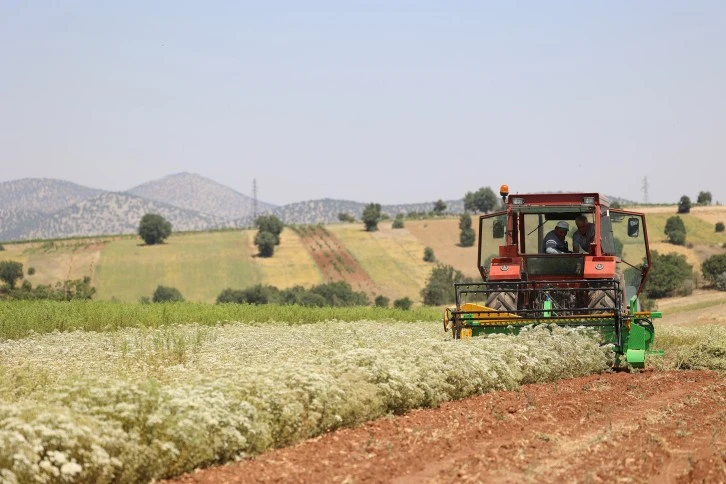 Susuz Tarımla Gerçekleştirilen Kekik Ekiminin Hasadı Gerçekleşti