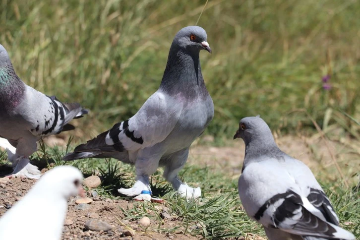 Güvercin Sevgisi Ticarete Dönüştü