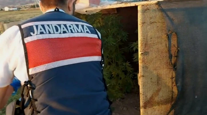 Bahçede Kenevir Yetiştiren Şahıs Yakalandı