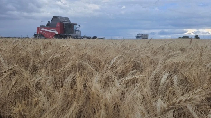Ekmeklik Buğday Çeşidinde Yüksek Verim