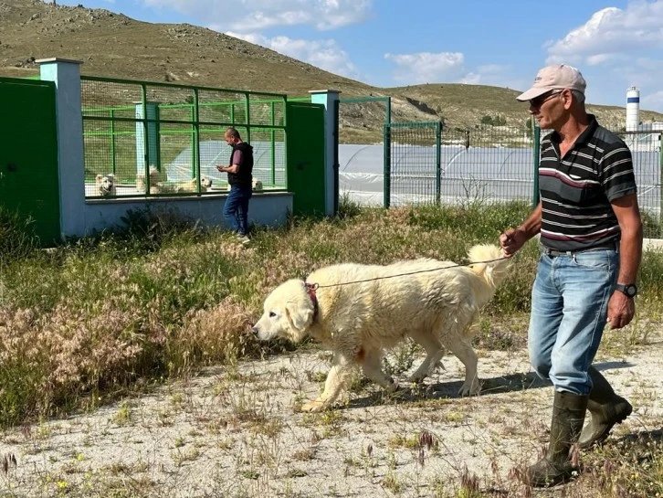 Kangal'a Rakip Akbaş