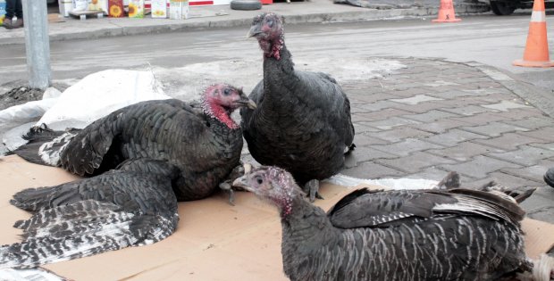 HİNDİ 70-120 LİRA