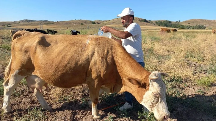 Sıcaklar Hayvanları Bunalttı