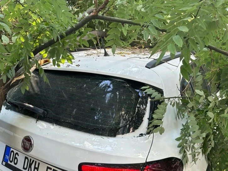 Aracın Üzerine Ağaç Devrildi